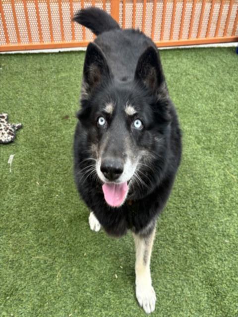 MIMI, an adoptable German Shepherd Dog in Las Vegas, NV