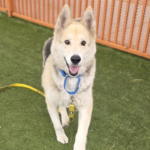 ALDO, an adoptable German Shepherd Dog in Las Vegas, NV