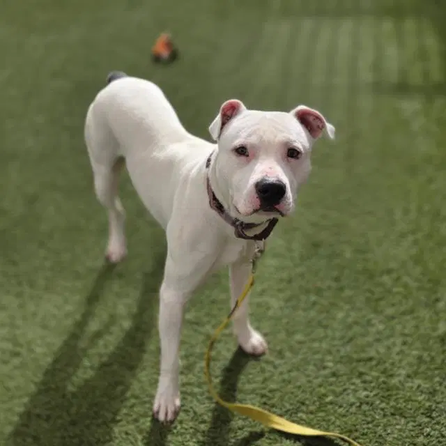 Zipadeedoodah - Pit Bull Terrier