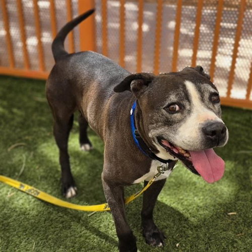 *RORSCHACH, an adoptable Pit Bull Terrier in Las Vegas, NV