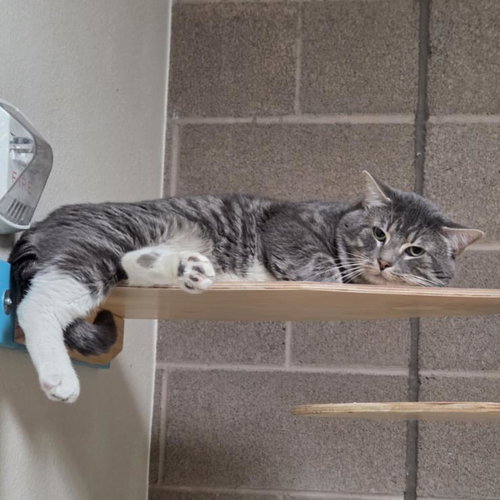 *MARS, an adoptable Domestic Short Hair in Las Vegas, NV