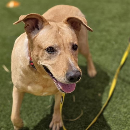 SO Q, an adoptable Labrador Retriever in Las Vegas, NV
