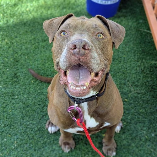 CANELA, an adoptable Pit Bull Terrier in Las Vegas, NV