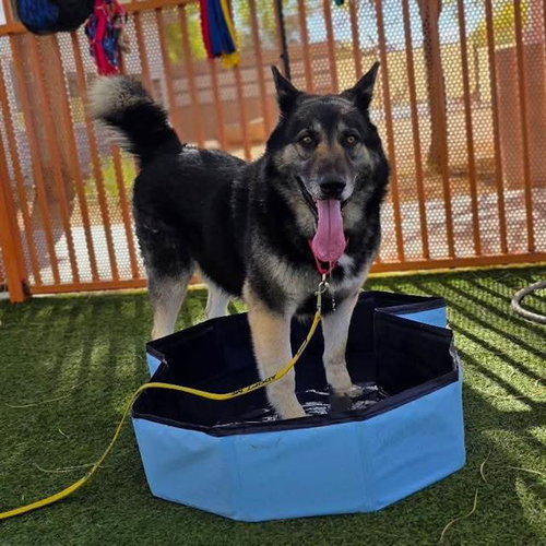 *GALE, an adoptable German Shepherd Dog in Las Vegas, NV