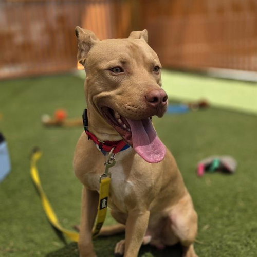 KOBE, an adoptable Pit Bull Terrier in Las Vegas, NV