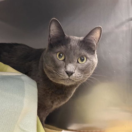 JANGO, an adoptable Domestic Short Hair in Las Vegas, NV