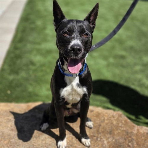 DIO, an adoptable Pit Bull Terrier in Las Vegas, NV