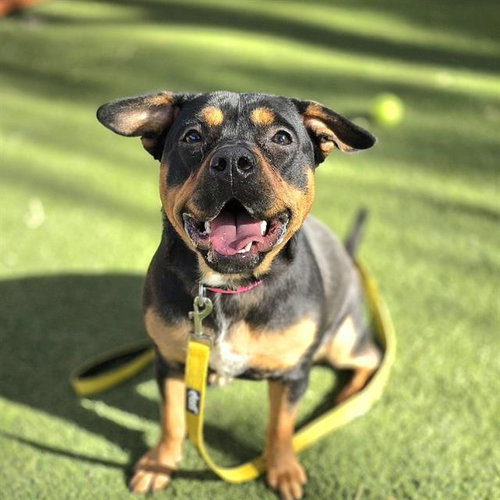 NALA, an adoptable Rottweiler in Las Vegas, NV
