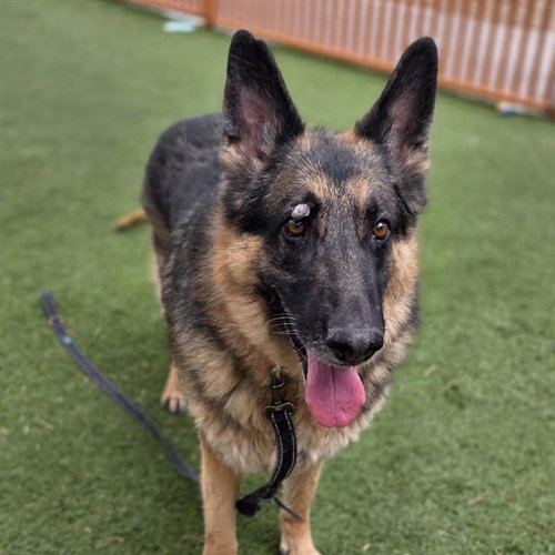 EKKO, an adoptable German Shepherd Dog in Las Vegas, NV