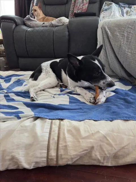 Oreo - Border Collie