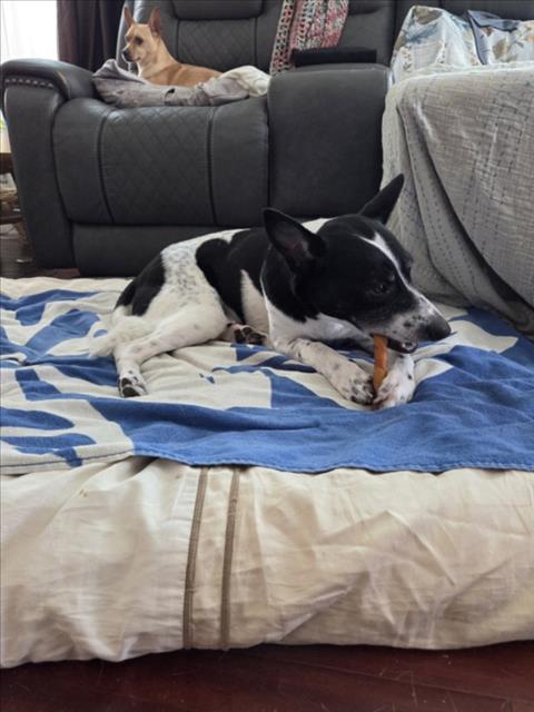 OREO