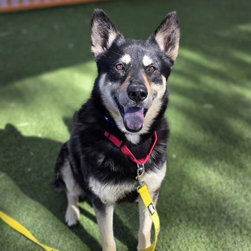 *RONALDO, an adoptable German Shepherd Dog in Las Vegas, NV