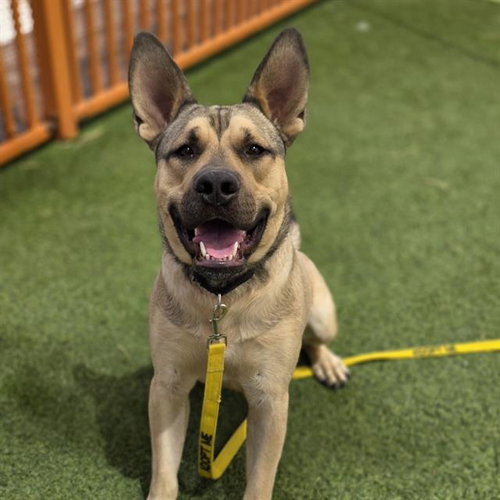 *BEETLEJUICE, an adoptable German Shepherd Dog in Las Vegas, NV