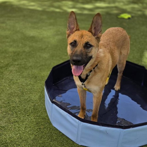 STORMY, an adoptable German Shepherd Dog in Las Vegas, NV