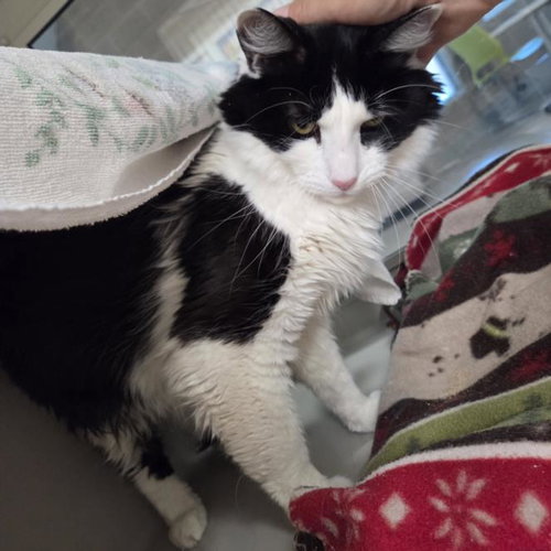 *RAVIOLI, an adoptable Domestic Short Hair in Las Vegas, NV