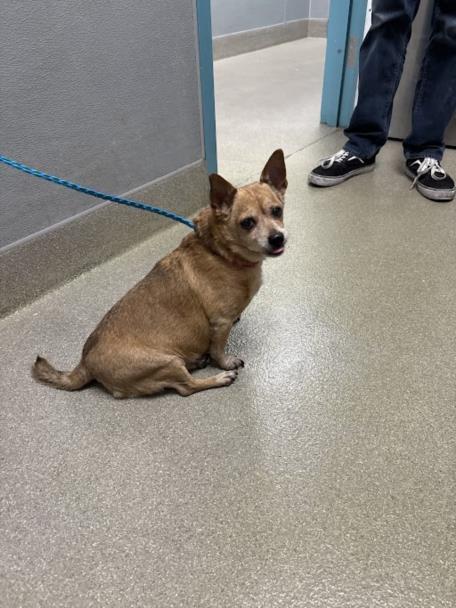 BELLA, an adoptable Chihuahua in Las Vegas, NV
