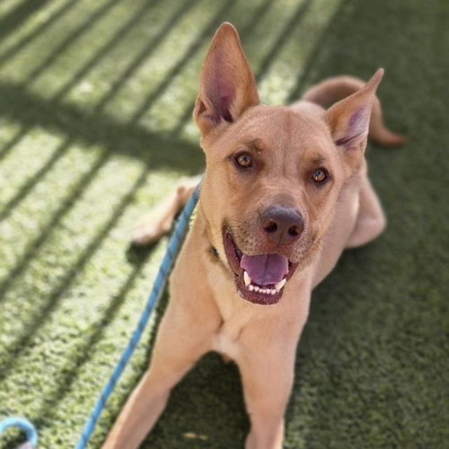 KOA, an adoptable Belgian Shepherd Malinois in Las Vegas, NV