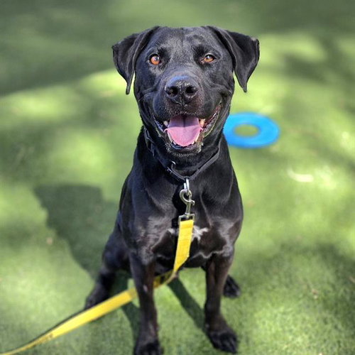 POLO, an adoptable Pit Bull Terrier in Las Vegas, NV