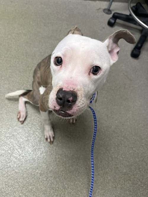 *BEAUTIFUL, an adoptable Pit Bull Terrier in Las Vegas, NV