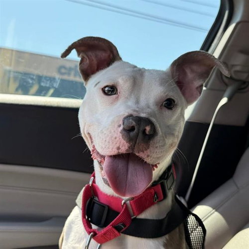 *BEAUTIFUL, an adoptable Pit Bull Terrier in Las Vegas, NV