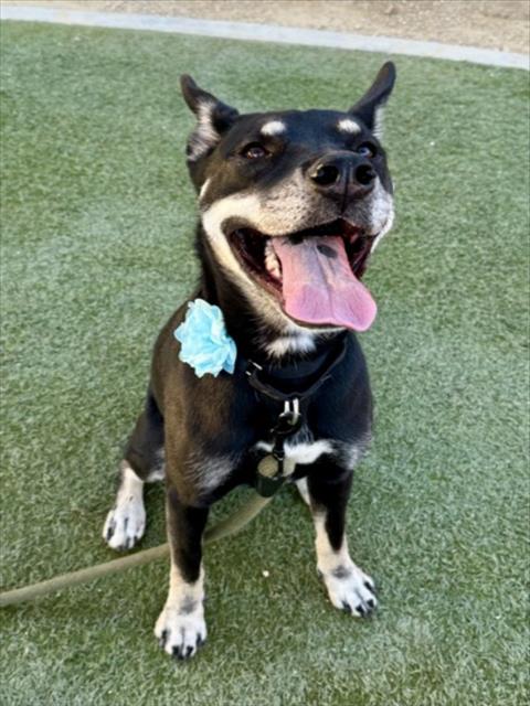 STELLA, an adoptable Husky in Las Vegas, NV