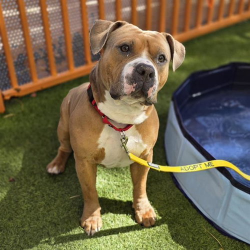 *STUMPY, an adoptable Pit Bull Terrier in Las Vegas, NV