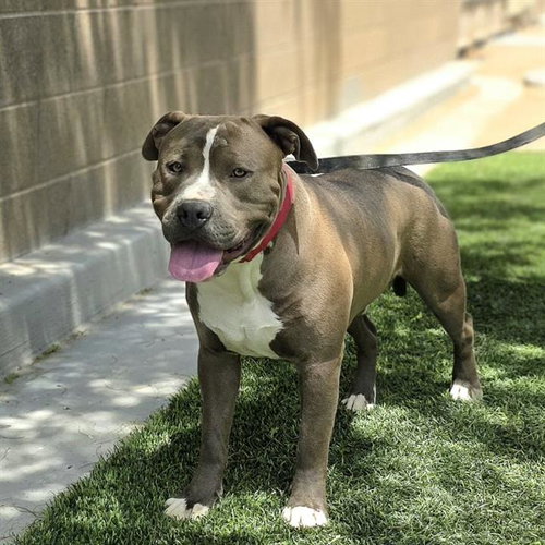 *WILLOW, an adoptable Pit Bull Terrier in Las Vegas, NV