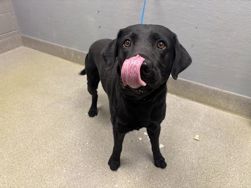 LUCKY, an adoptable Labrador Retriever in Las Vegas, NV