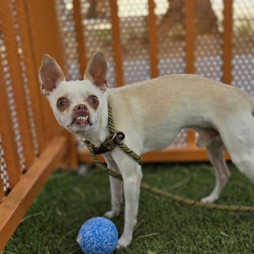 *AJ STYLES, an adoptable Chihuahua in Las Vegas, NV
