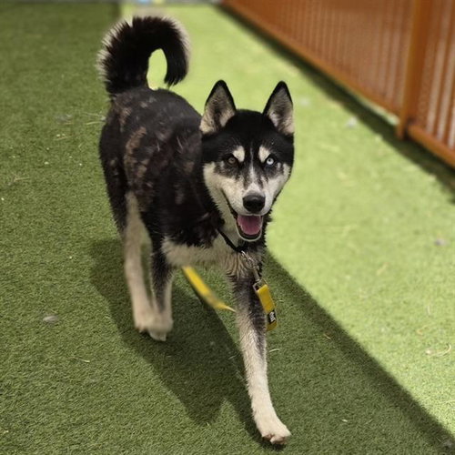 BRUNO, an adoptable Siberian Husky in Las Vegas, NV