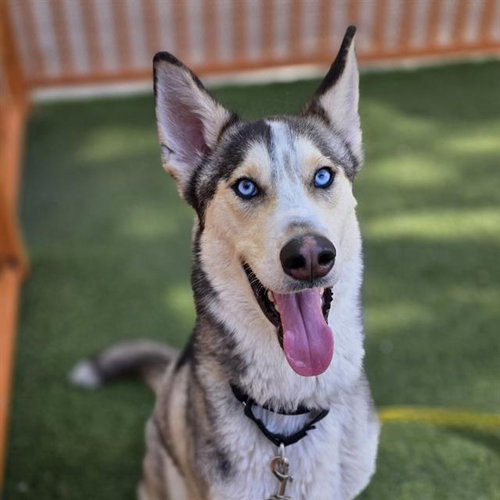 MAC, an adoptable Siberian Husky in Las Vegas, NV