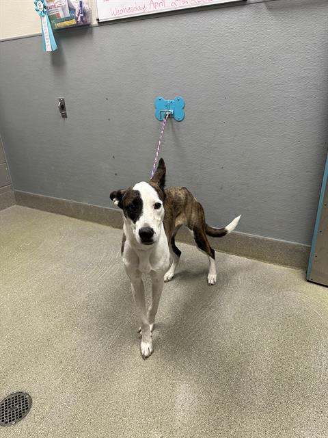 KAMALI'I, an adoptable Pit Bull Terrier in Las Vegas, NV
