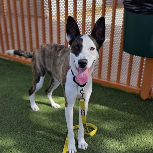 KAMALI'I, an adoptable Pit Bull Terrier in Las Vegas, NV