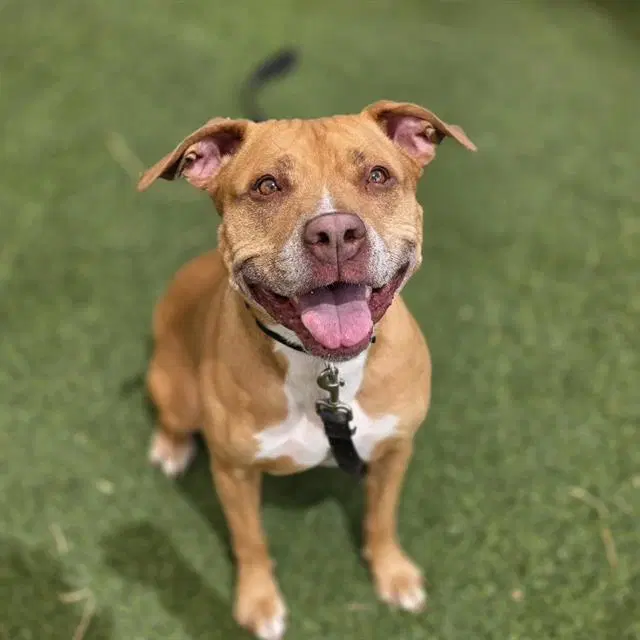 Bella - Pit Bull Terrier