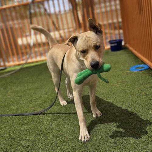 FAT BOY, an adoptable Labrador Retriever in Las Vegas, NV