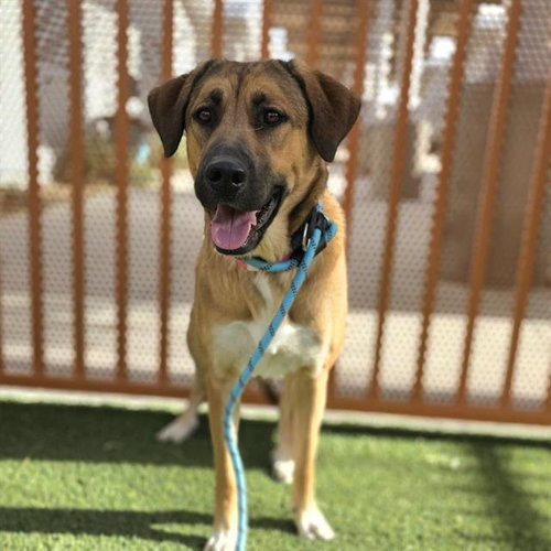 MADISON, an adoptable German Shepherd Dog in Las Vegas, NV