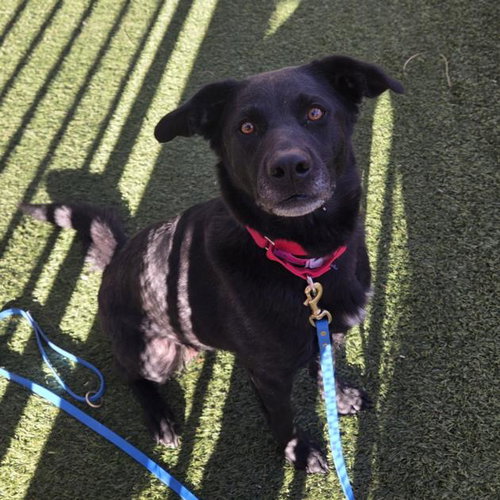 AKIRA, an adoptable Labrador Retriever in Las Vegas, NV