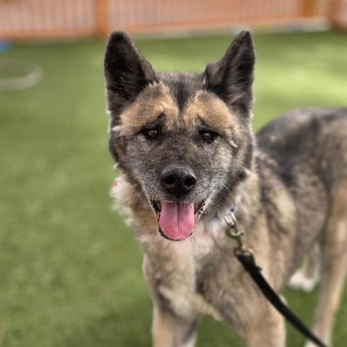 LADY, an adoptable Akita in Las Vegas, NV