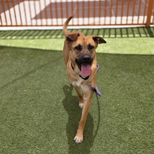 MACKENZY, an adoptable German Shepherd Dog in Las Vegas, NV