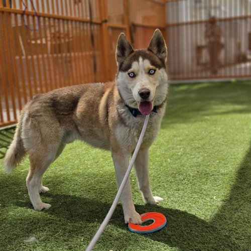 *BUZZ PAWLDRIN, an adoptable Husky in Las Vegas, NV