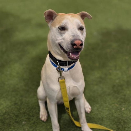 ODDY NUFF, an adoptable Siberian Husky in Las Vegas, NV