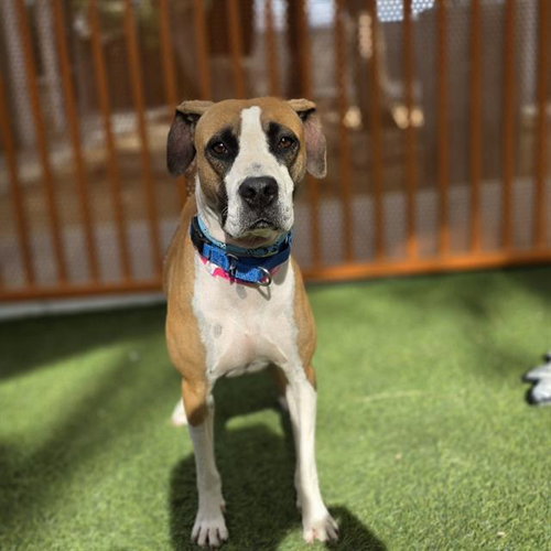 *DANCER, an adoptable Pit Bull Terrier in Las Vegas, NV