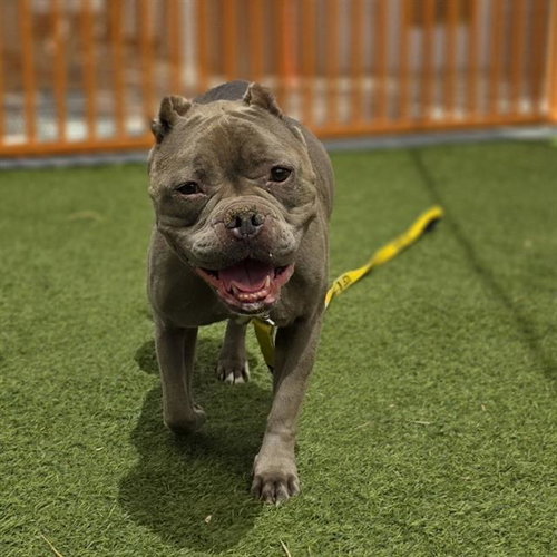 VIVI, an adoptable Pit Bull Terrier in Las Vegas, NV