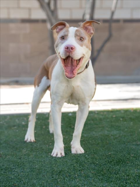 *CALEB, an adoptable Pit Bull Terrier in Las Vegas, NV
