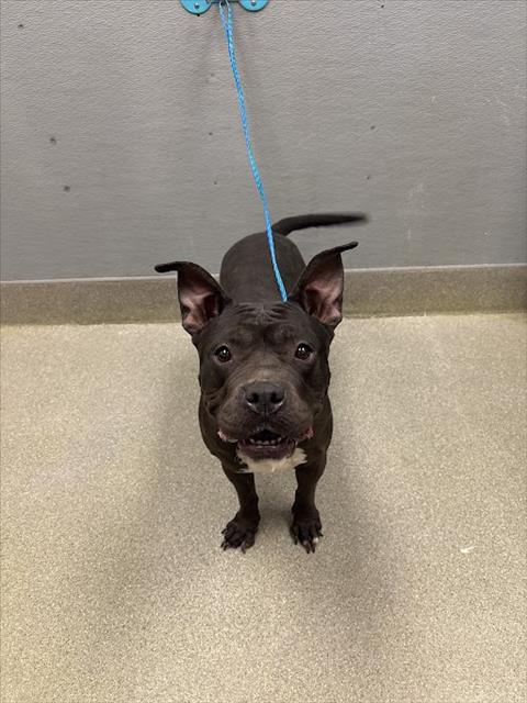 *JANET WOODS, an adoptable Pit Bull Terrier in Las Vegas, NV