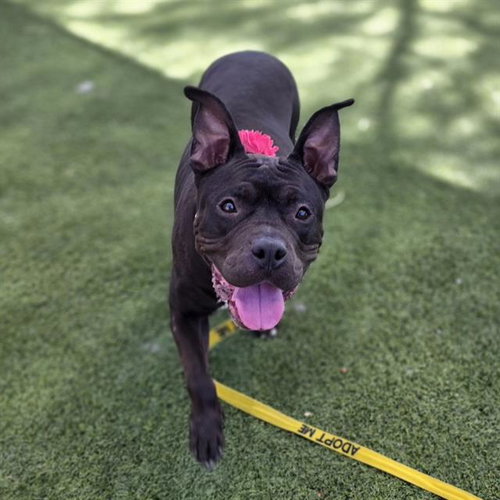 *JANET WOODS, an adoptable Pit Bull Terrier in Las Vegas, NV