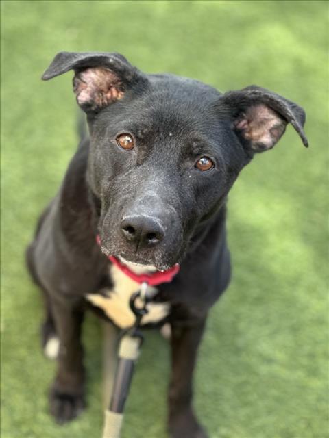 BELLA, an adoptable Labrador Retriever in Las Vegas, NV