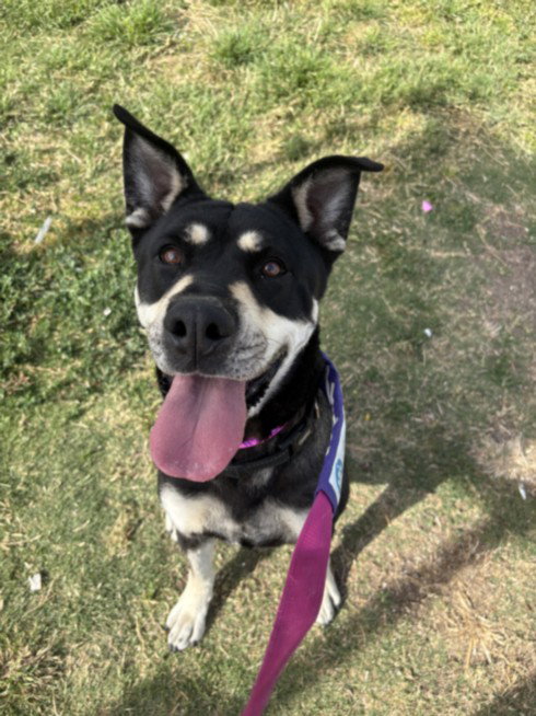 *REYNA, an adoptable Rottweiler in Las Vegas, NV