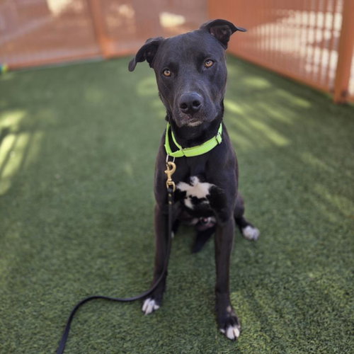 BEAR, an adoptable Pit Bull Terrier in Las Vegas, NV