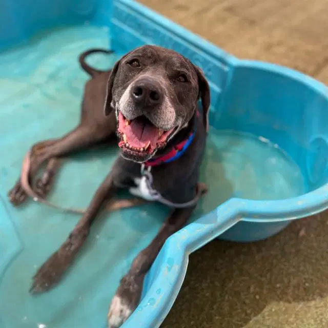 Kekoa - Great Dane